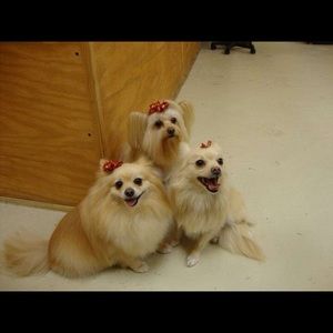 Meet your Posher, Betty